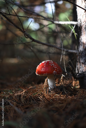 Amanita muscaria, Fly Agaric, Fly Amanita. A red fly agaric with white spots in sunlight on forest floor. Outdoors. Close-up. Autumn background. 