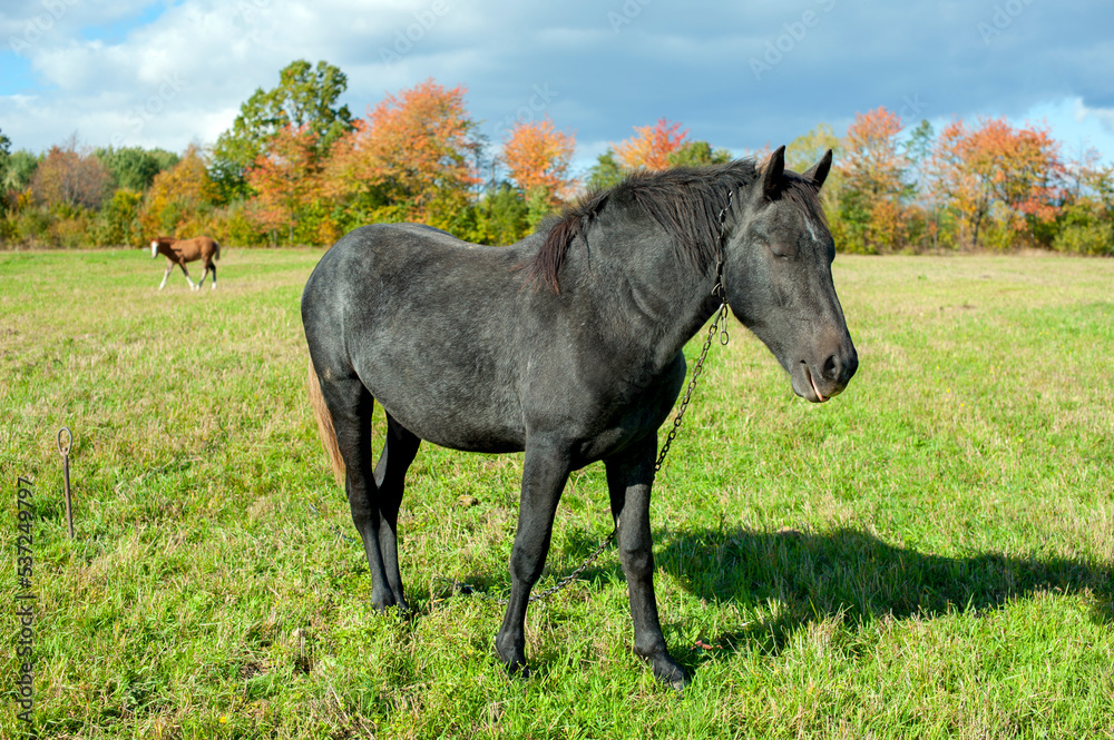 The horse is black in autumn, sunny day. The horse is black in autumn, sunny day.