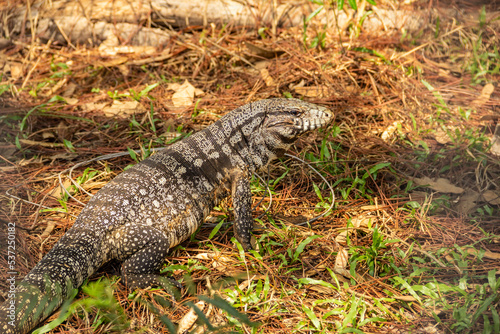 Um tegu caminhando no ch  o em um bosque.  Tupinambis merianae 