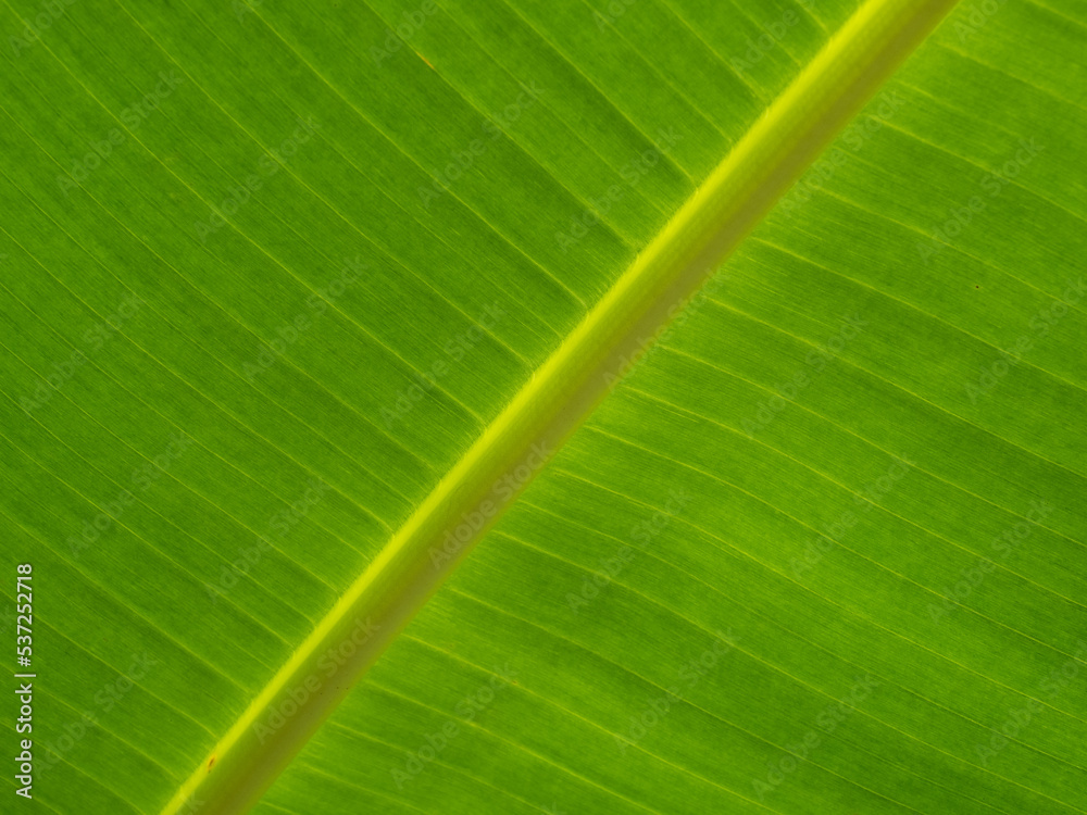 Texture of green leaf in sunshine Texture of green leaf in sunshine