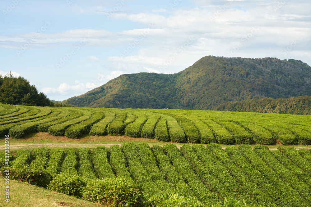 Tea plantation in the mountains.   Picturesque emerald tea rows on the slope. Copy space.