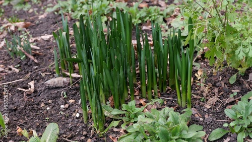 Spring scene showing new green shoots in soil from bulbs