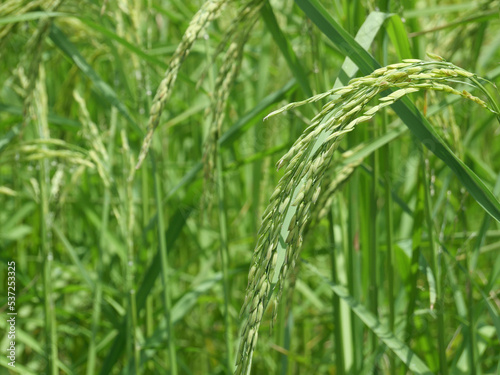 Close-up of a rice plant that is emerging with green rice grains in a field.