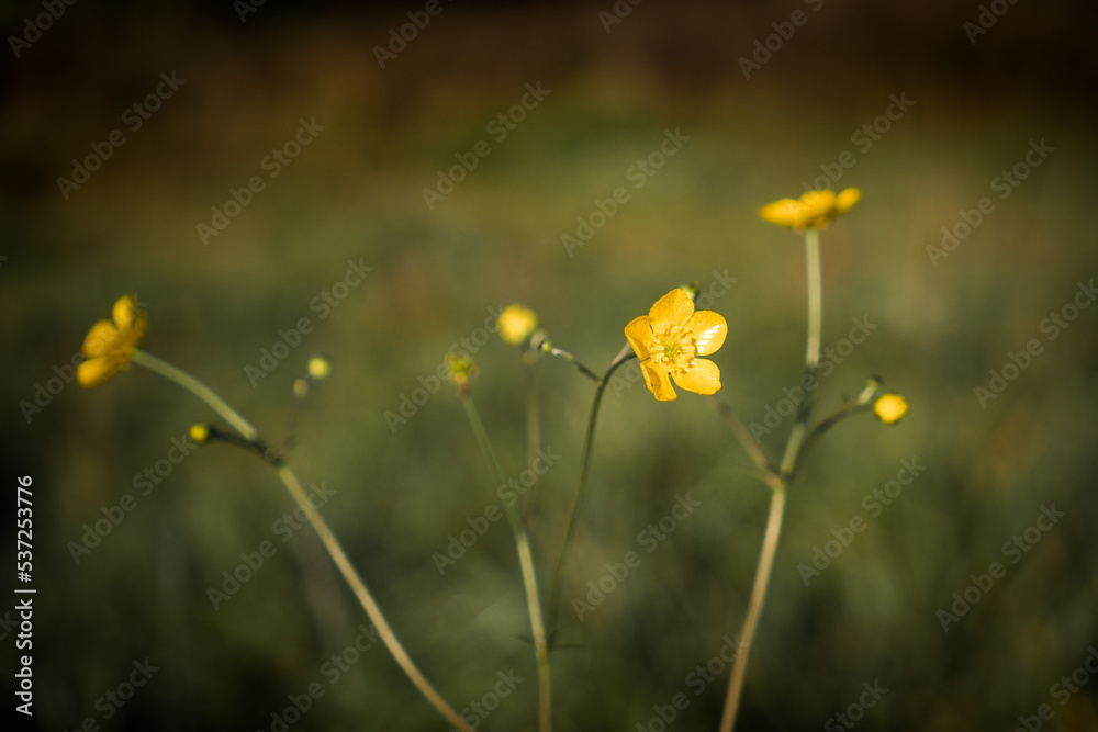 Detail of yellow Ranunculus (buttercups) flower