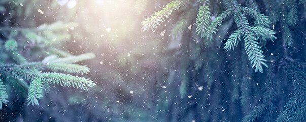 Christmas snowy fir tree branches close up. Christmas and winter concept.