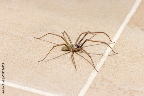Giant house spider on tile floor in UK house