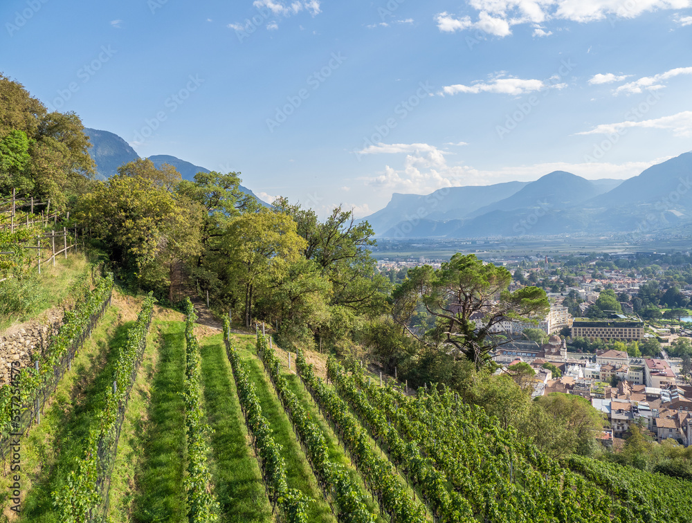 vineyards of city Meran in South Tyrol, Italy