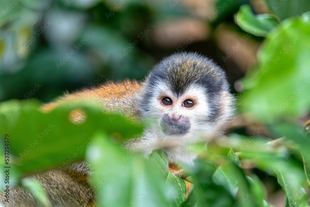 Cute playful Central American squirrel monkey (Saimiri oerstedii), Quepos, Costa Rica wildlife Cute playful Central American squirrel monkey (Saimiri oerstedii), Quepos, Costa Rica wildlife