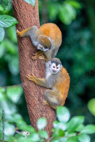Cute playful couple of Central American squirrel monkey (Saimiri oerstedii), Quepos, Costa Rica wildlife