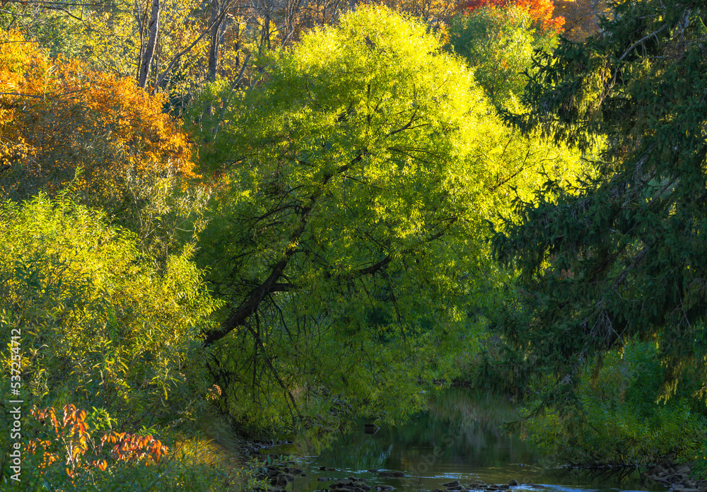 autumn stream with iluminated tree crown 
