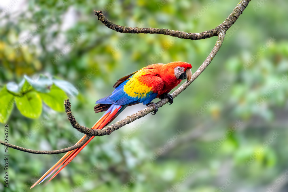 Scarlet macaw (Ara macao), perched on tree. Quepos, Wildlife and birdwatching in Costa Rica.