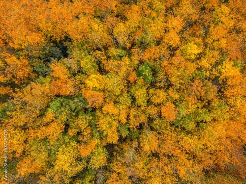 Aerial view of beautiful forest in autumn, Orange and green autumn trees in colorful forest. Vysocina, Highland Czech Republic, Europe