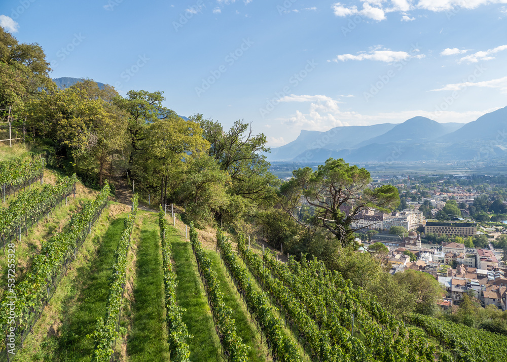vineyards of city Meran in South Tyrol, Italy