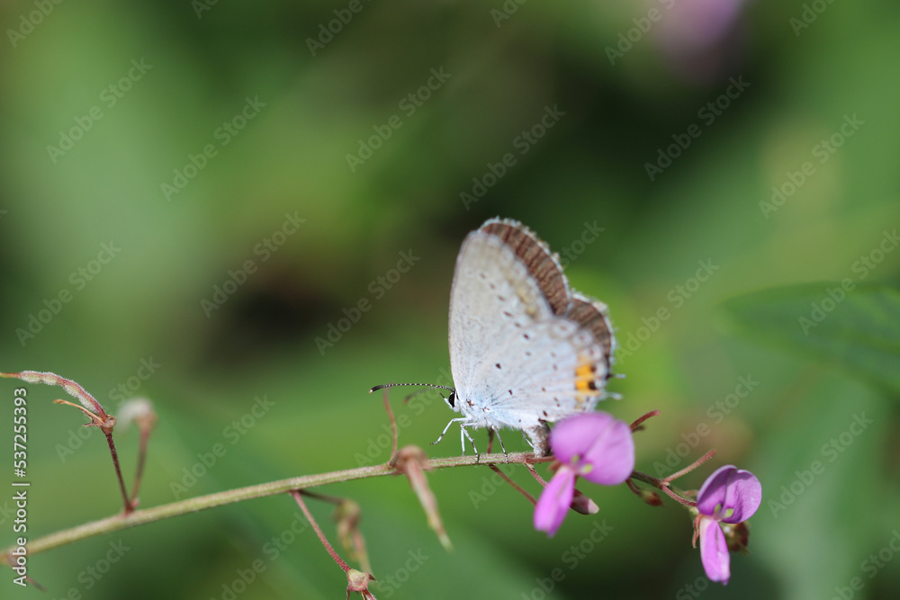 Short-tailed blue (Tsubameshijimicho, Everes argiades) butterfly on the Panicled Tick-Trefoil purple flower branch. Short-tailed blue (Tsubameshijimicho, Everes argiades) butterfly on the Panicled Tick-Trefoil purple flower branch.