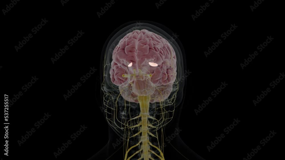 3d rendered animation of the medial globus pallidus StockVideo Adobe