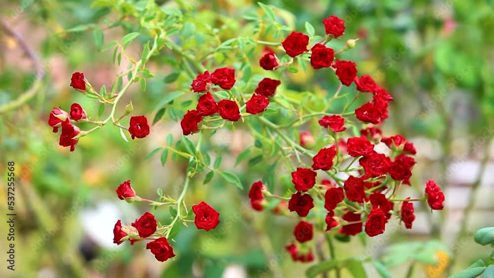 Beautiful bush of red roses in a spring garden. Rose garden. red roses bush. Spring time. Beautiful bush of red roses in a spring garden. Rose garden. red roses bush. Spring time.