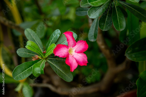 Adenium flower with blurry background photo