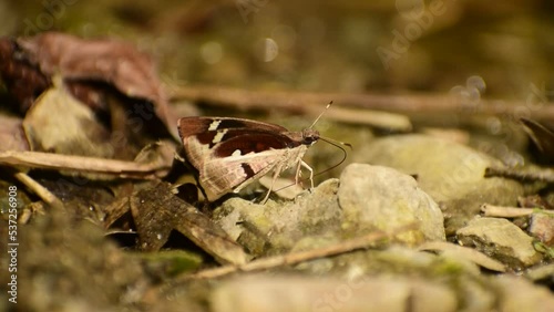 Butterfly on the ground. Udaspes folus, the grass demon, Himachal pradesh, India. Butterfly puddle, High quality video photo