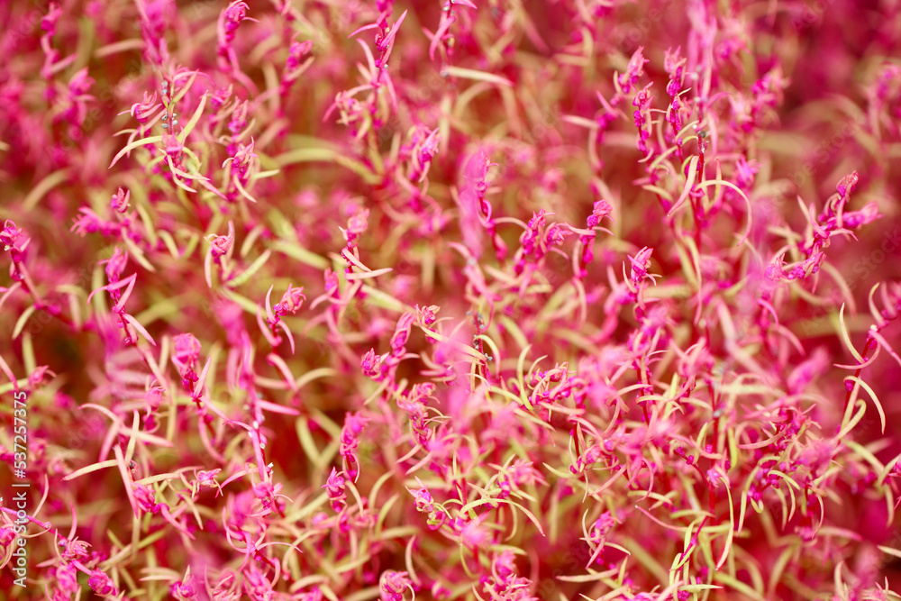 Summer cypress (Hokigi, Bassia scoparia), bright green and pink color young blooming flower texture. Summer cypress (Hokigi, Bassia scoparia), bright green and pink color young blooming flower texture.