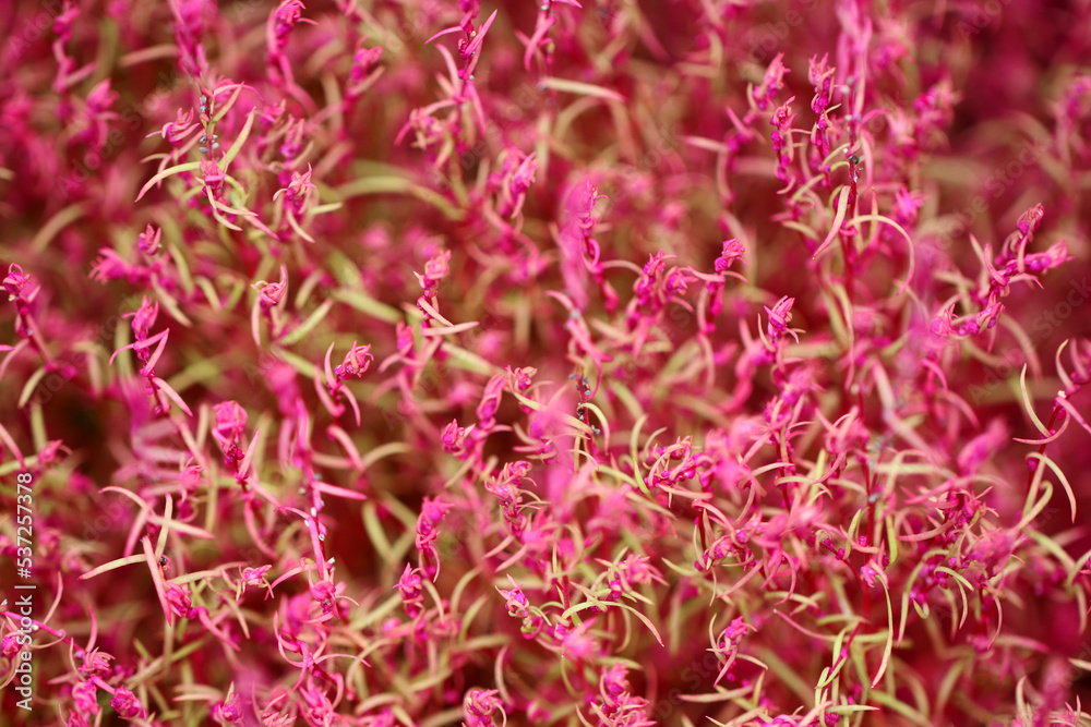 Summer cypress (Hokigi, Bassia scoparia), bright green and pink color young blooming flower texture. Summer cypress (Hokigi, Bassia scoparia), bright green and pink color young blooming flower texture.
