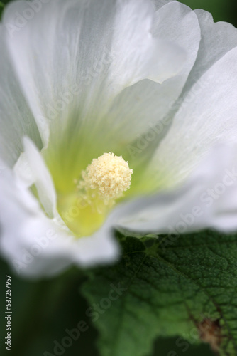 Full blooming white    Holly hock  Althaea rosea  Tachiaoi  flowerhead  macro photograph taken on a sunny day.