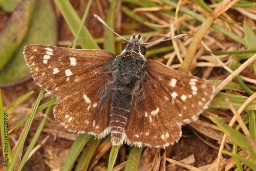 Closeup shot of a Dingy Skipper (Erynnis tages) photo