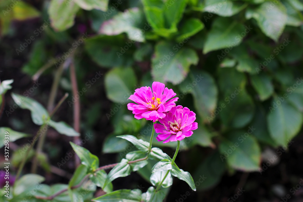 Purple flower head of Common zinia (youth-and-old-age, Hyakunichiso). Purple flower head of Common zinia (youth-and-old-age, Hyakunichiso).
