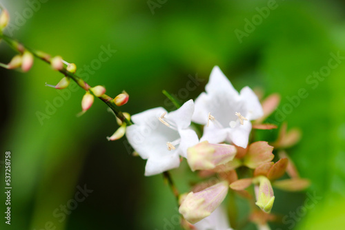 Zabelia biflora, Toutsukubaneutsugi, white flower branch in the forest. Close up macro photograph. photo
