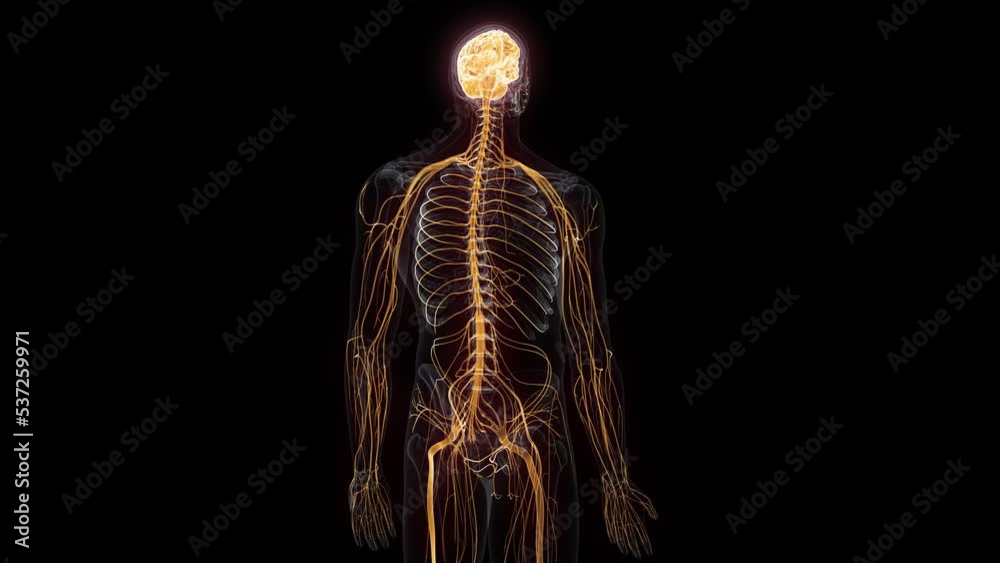 3d rendered animation of  the human nervous system