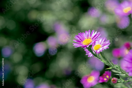 Dutch chrysanthemum growing in northern China