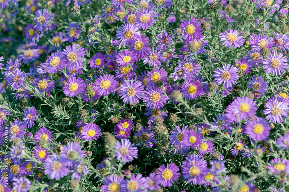 Dutch chrysanthemum growing in northern China Dutch chrysanthemum growing in northern China