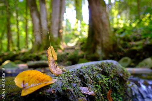 Herbstfarben photo