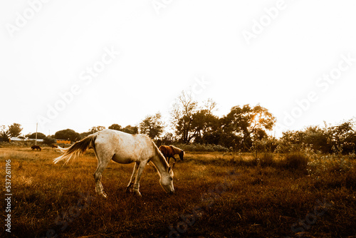 Horses grazing at sunset golden hour