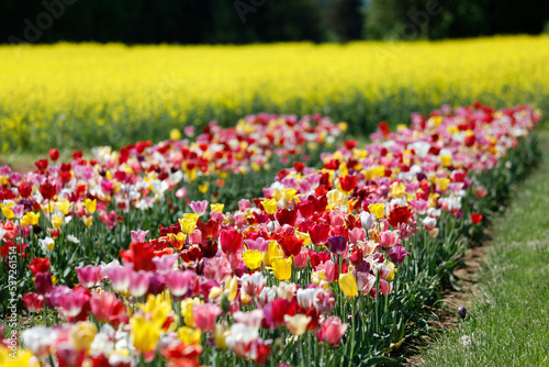 Fields of flowers with many colorful tulips and yellow rapeseed, close up background.