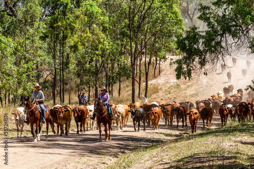 Mustering a mob of cattle along a dirt road in outback Queensland. photo