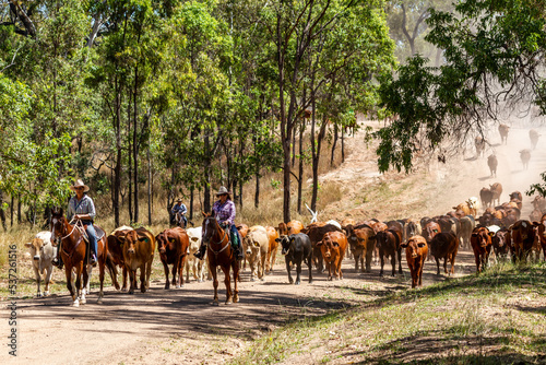 Mustering a mob of cattle along a dirt road in outback Queensland.
