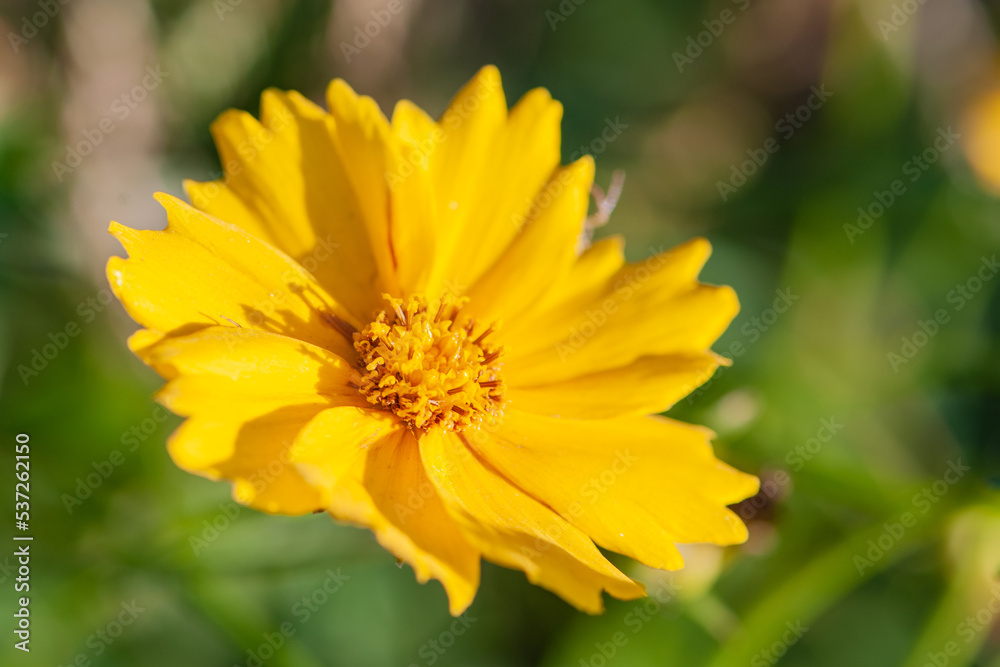 The blooming golden pheasant chrysanthemum The blooming golden pheasant chrysanthemum