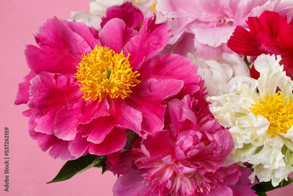Bouquet of multi-colored peonies on an isolated on a pink background.