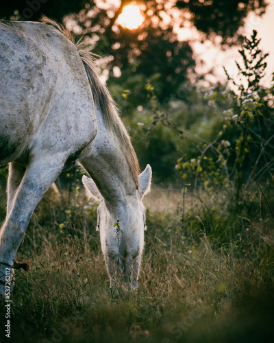 grey horse grazing in golden hour with sunset background. © DiversePixels