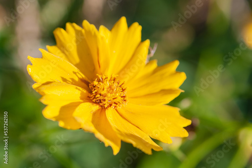 The blooming golden pheasant chrysanthemum