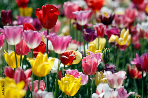 Flower field with many colorful tulips, close up background.