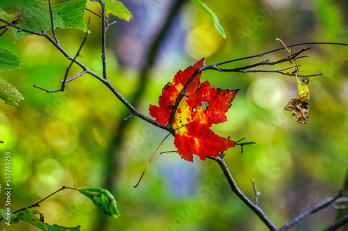 A fallen red maple leaf did not make it to the ground as it gets hung up in the branches of a tree below it.  Autumn in Chenango Lake State Park in Upstate NY. photo