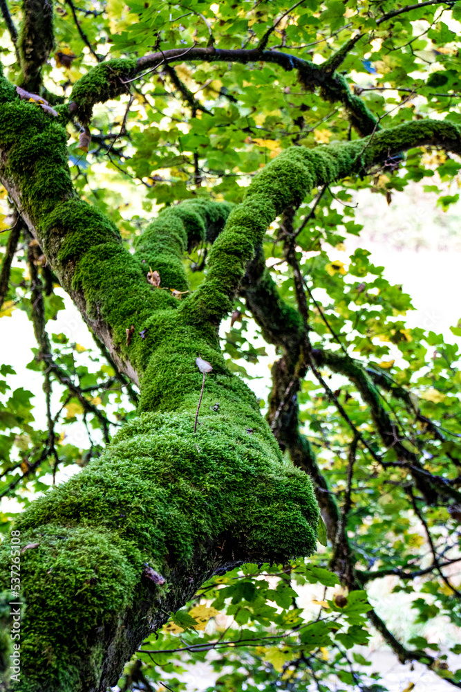 Obraz premium moss on a tree