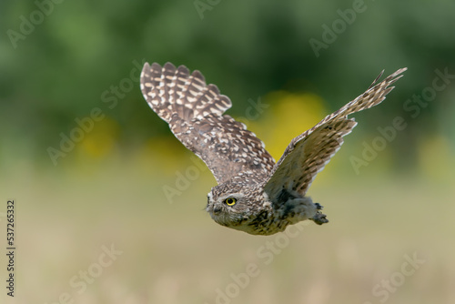 Burrowing owl (Athene cunicularia) in flight. With Wings Spread. Green summer background. 
