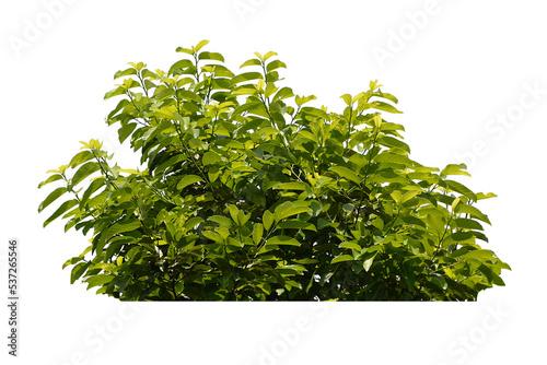 Fototapete Green bush isolated transparency background.