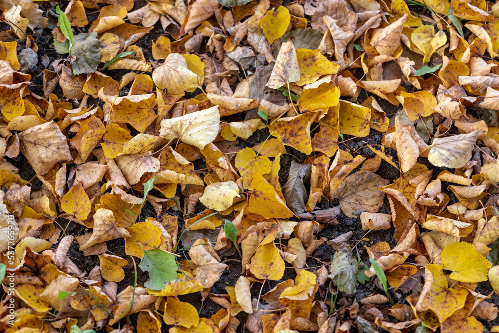 colorful autumn leaves in the park