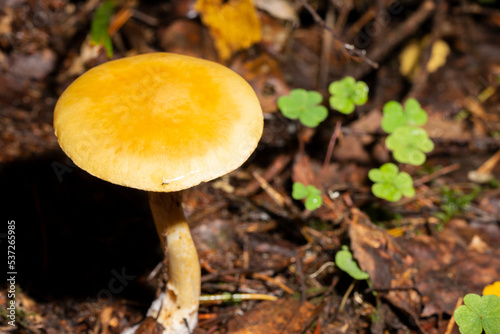 Amanita fulva, commonly called the tawny grisette, toxic
