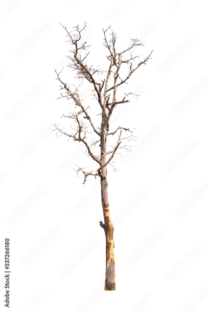 Dead single old tree isolated