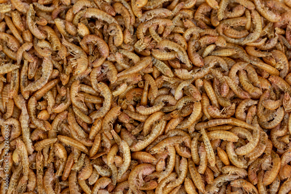 The dry Mealworms Larva (Tenebrio molitor) The dry Mealworms Larva (Tenebrio molitor)