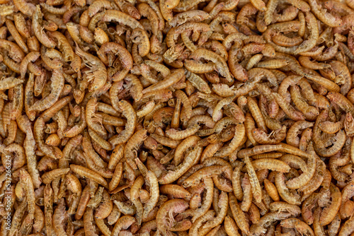 The dry Mealworms Larva (Tenebrio molitor) © angloma